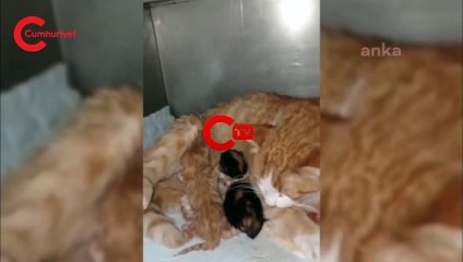 Doğum yapmakta zorlanan kediye yardım ettiler