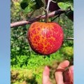 Farm Fresh Ninja Fruit Cutting (Oddly Satisfying Fruit Ninja)