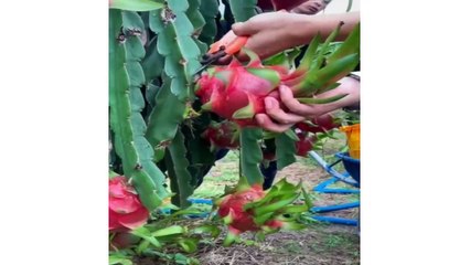 How to Chop Fruits on The Tree - Amazing Fruits Cutting Skills