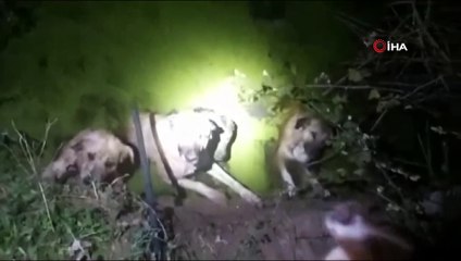 Kanala düşen köpeklerin imdadına polisler yetişti
