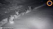 Il filme une meute de loups en file indienne dans la neige quelque part en Savoie
