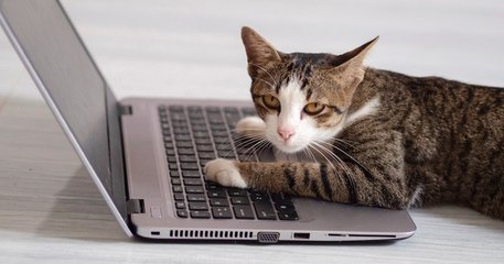 Loi contre la maltraitance animale : un député veut interdire la vente d'animaux de compagnie sur internet