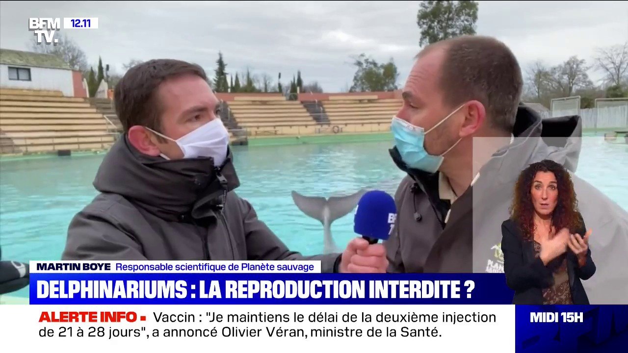 Interdiction de la reproduction dans les delphinariums: "On leur enlève un comportement naturel"