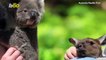 Friends From Down Under! Baby Kangaroo & Koala Becoming Fast Friends At Australian Zoo!