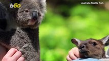 Friends From Down Under! Baby Kangaroo & Koala Becoming Fast Friends At Australian Zoo!