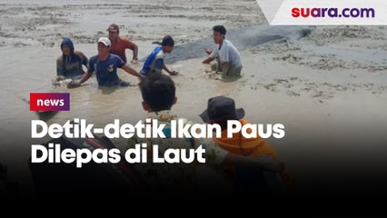 Detik-Detik Ikan Paus Dilepas ke Laut, Warga Tabuh Bunyi-Bunyian Keras