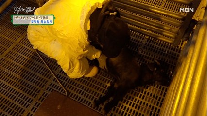 염소에게도 통하는 민간요법? 흑염소 바라기 혜진 씨의 사랑♥