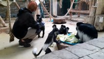 Feeding colobus monkeys