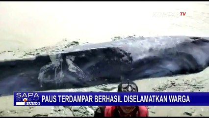 Viral Paus 7 Meter Terjebak Lumpur Sungai, Berhasil Diselamatkan Warga