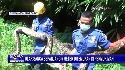 Ular Sanca 5 Meter Muncul di Permukiman, Diduga Karena Musim Hujan
