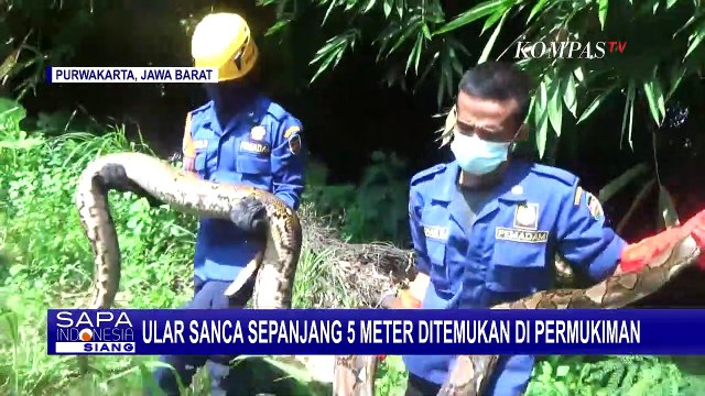 Ular Sanca 5 Meter Muncul di Permukiman, Diduga Karena Musim Hujan