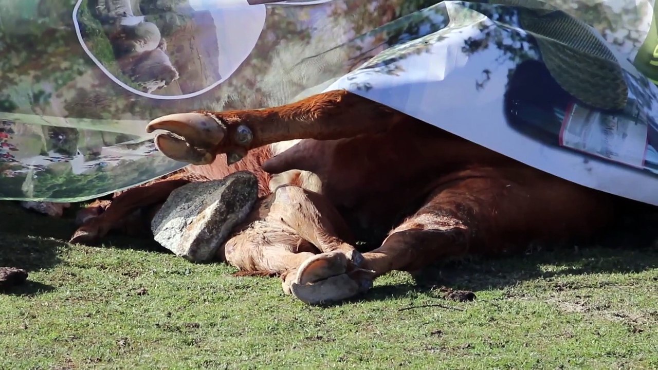 Folgen von Filomena: Tote Rinder, Bauern vor dem Aus