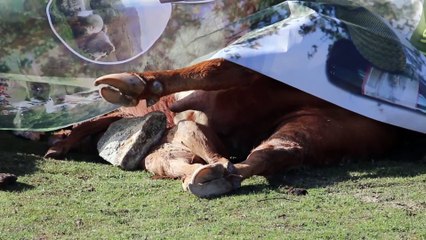 Folgen von Filomena: Tote Rinder, Bauern vor dem Aus