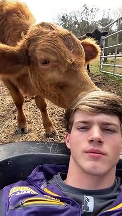 Cow Likes Playing With Human