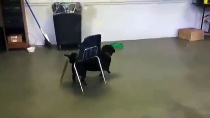 Dogs will never cease to amaze | Funny dogs videos