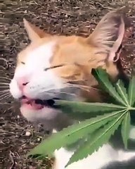 Cat eat marijuana