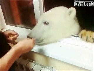 Ce russe nourrit un ours par la fenêtre...