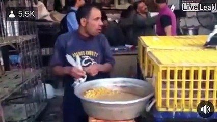 Vous mangerez bien un peu de pigeon... gavés à la bouche