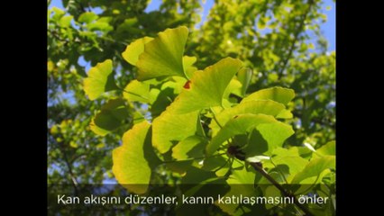 Gingko biloba bitkisinin faydaları