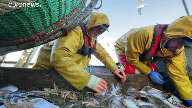 Brexit regrets for UK fishermen as catch values halve due to border delays