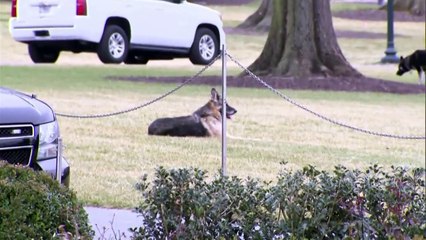 Mascotes presidenciais na Casa Branca