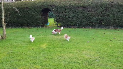 Les poilus au jardin