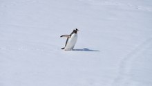 ¿Por qué los pingüinos no se caen cuando caminan sobre el hielo?