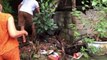 Catching Mother Cobra and her Cubs in the Garden - Snake Catchers