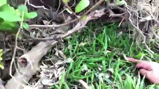 Red King Corba _ The snake catchers of VietNam - Snake Catchers