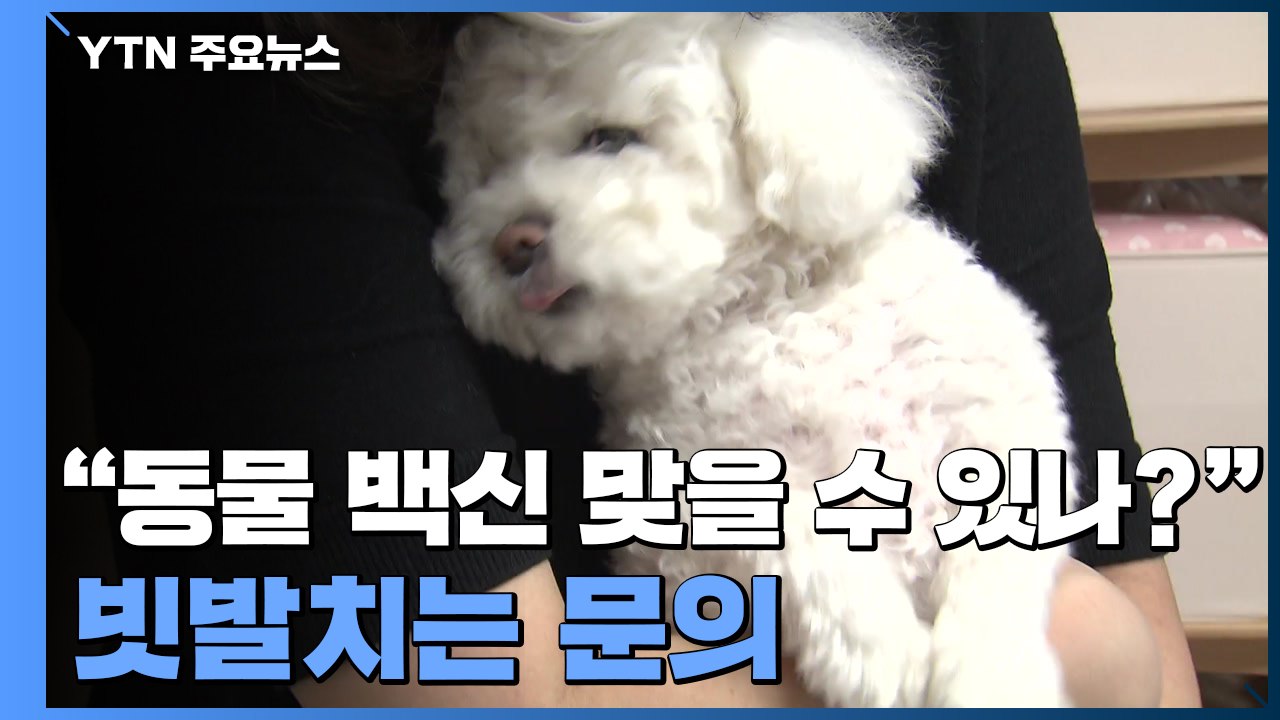 "동물 백신 맞을 수 있나요?"...문의 '빗발'·보호소엔 '불똥' / YTN