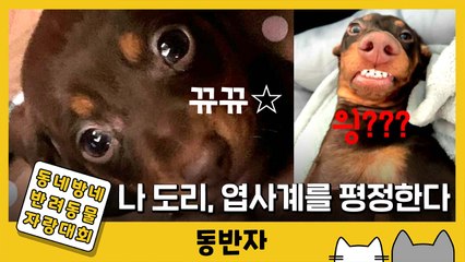 [동반자] 나 도리, 강아지 사진계를 평정하러 왔다 / YTN