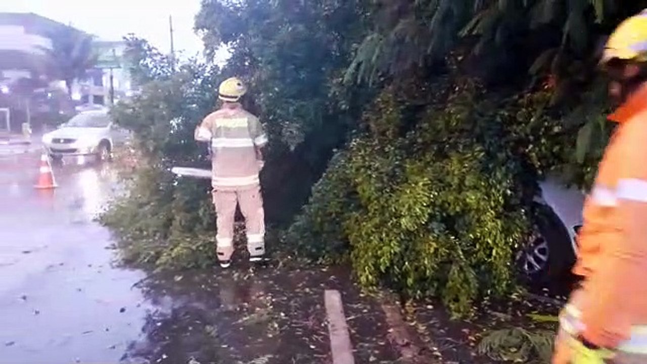 Chuvas fortes: queda de árvores e falta de energia