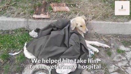Rescue Paralyzed Dog Was Broken Pelvis In The Street & Amazing Transformation