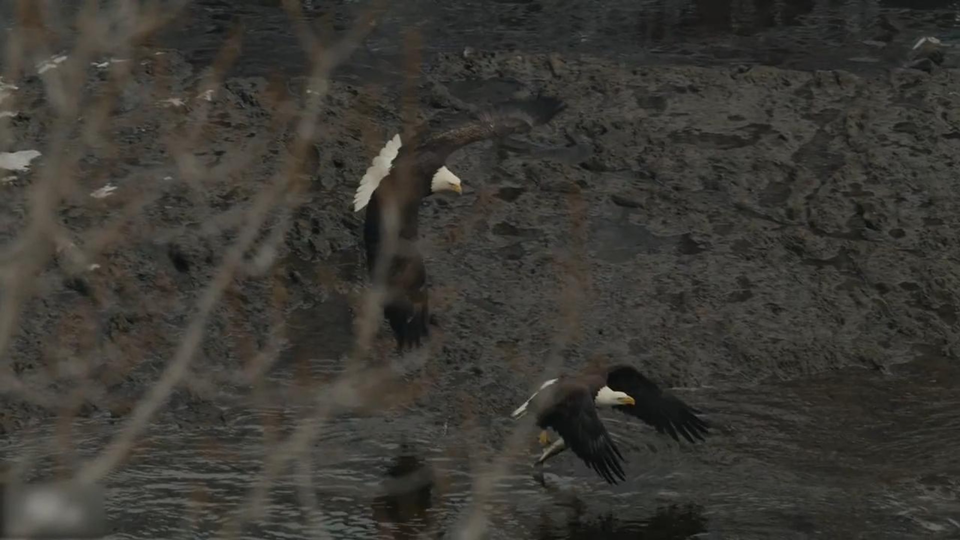 Female Bald Eagle Steals Fish From Her Mate And Eats It