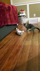 Extra Sneaky Kittens