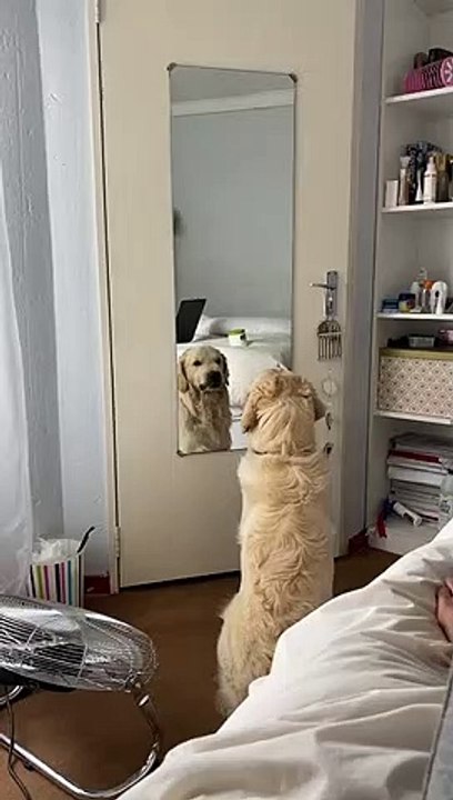Golden Retriever Practices His Mean Face