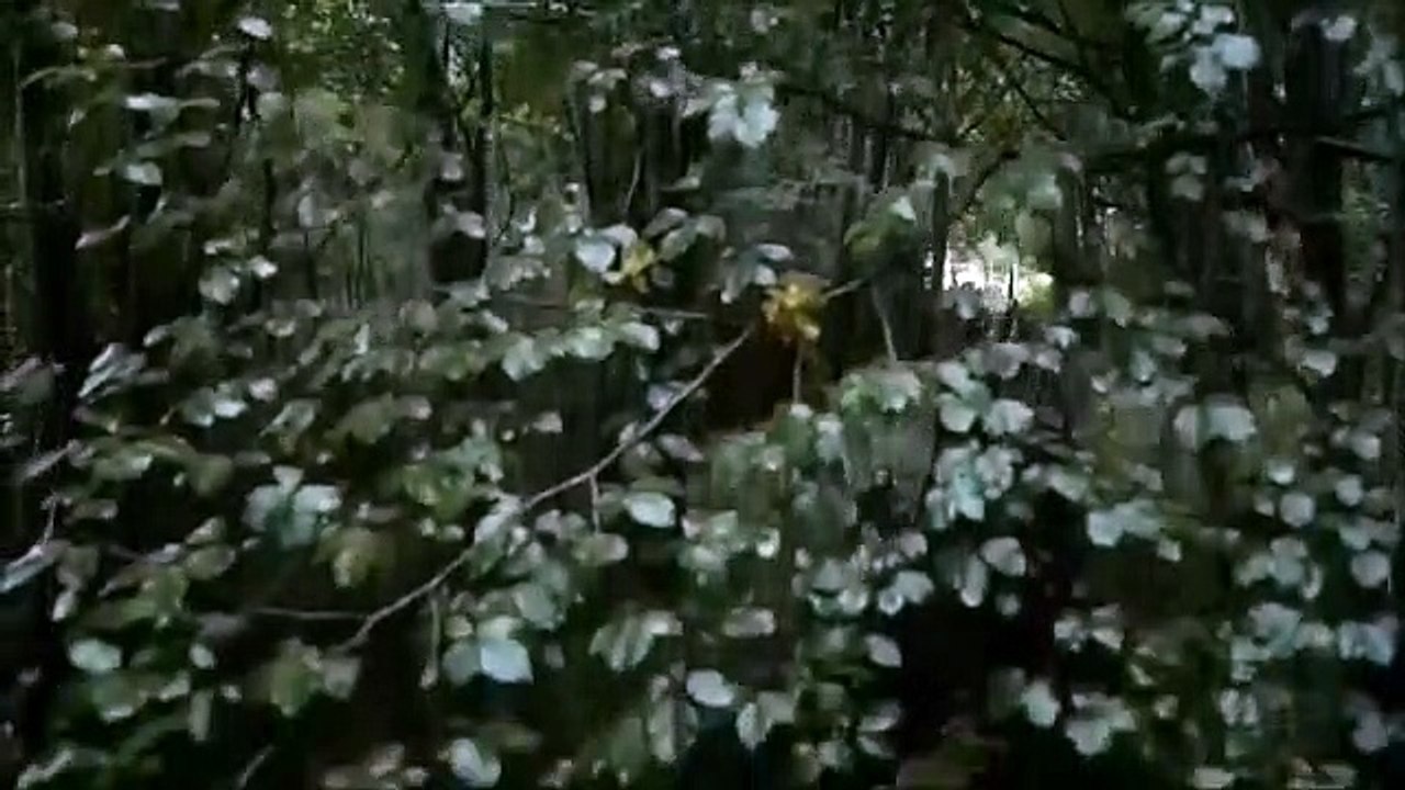 Captured by the bounty hunters