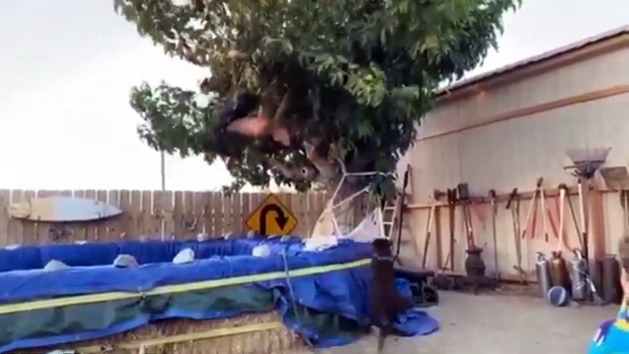 compilation of the funniest videos of the week