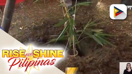 100sqm na lupain sa Davao City, gagawing bamboo nursery