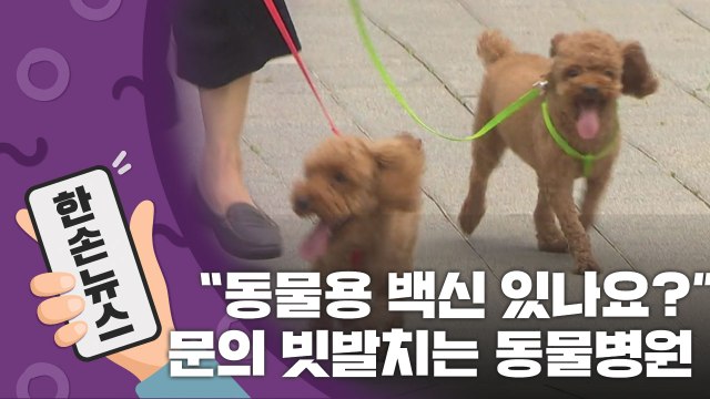 [15초 뉴스] 동물용 코로나19 백신 있나요? ...문의 빗발치는 동물병원 / YTN