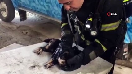 Yangında boğulmak üzere olan kedi oksijenle hayata döndü