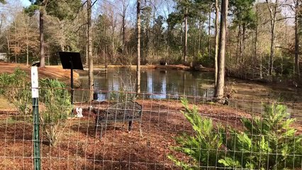 Happy ducks on a pond.