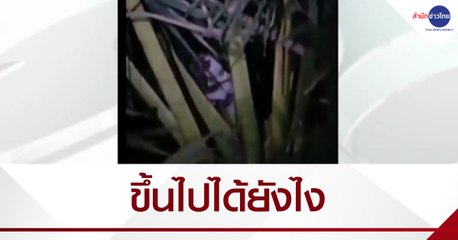 ช่วยลูกสุนัขขึ้นไปติดบนต้นตาลสูง 10 เมตร