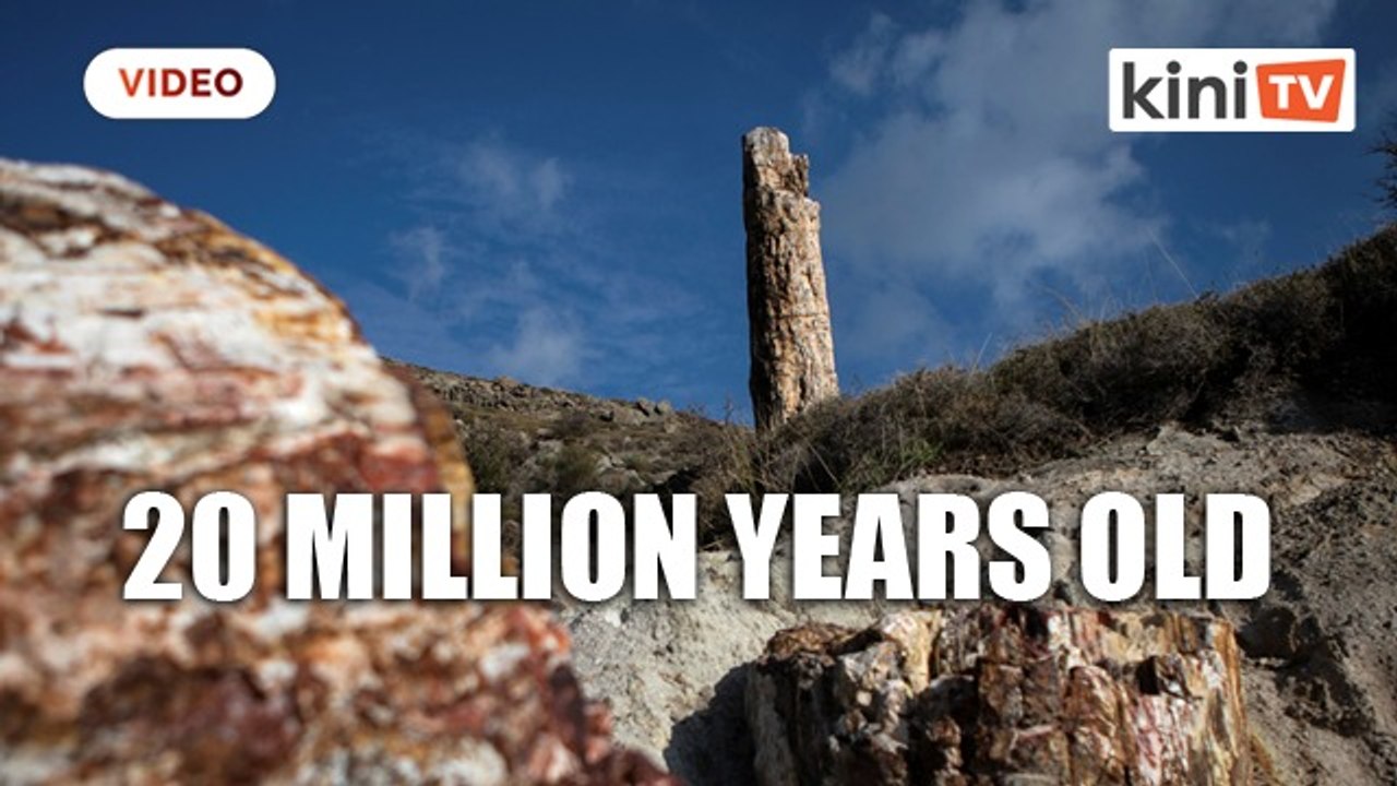 Scientists in Greece find 20 million year-old petrified tree
