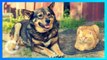 Vaksin Covid-19: Kucing dan Anjing Mungkin Juga Perlu Divaksin - TomoNews