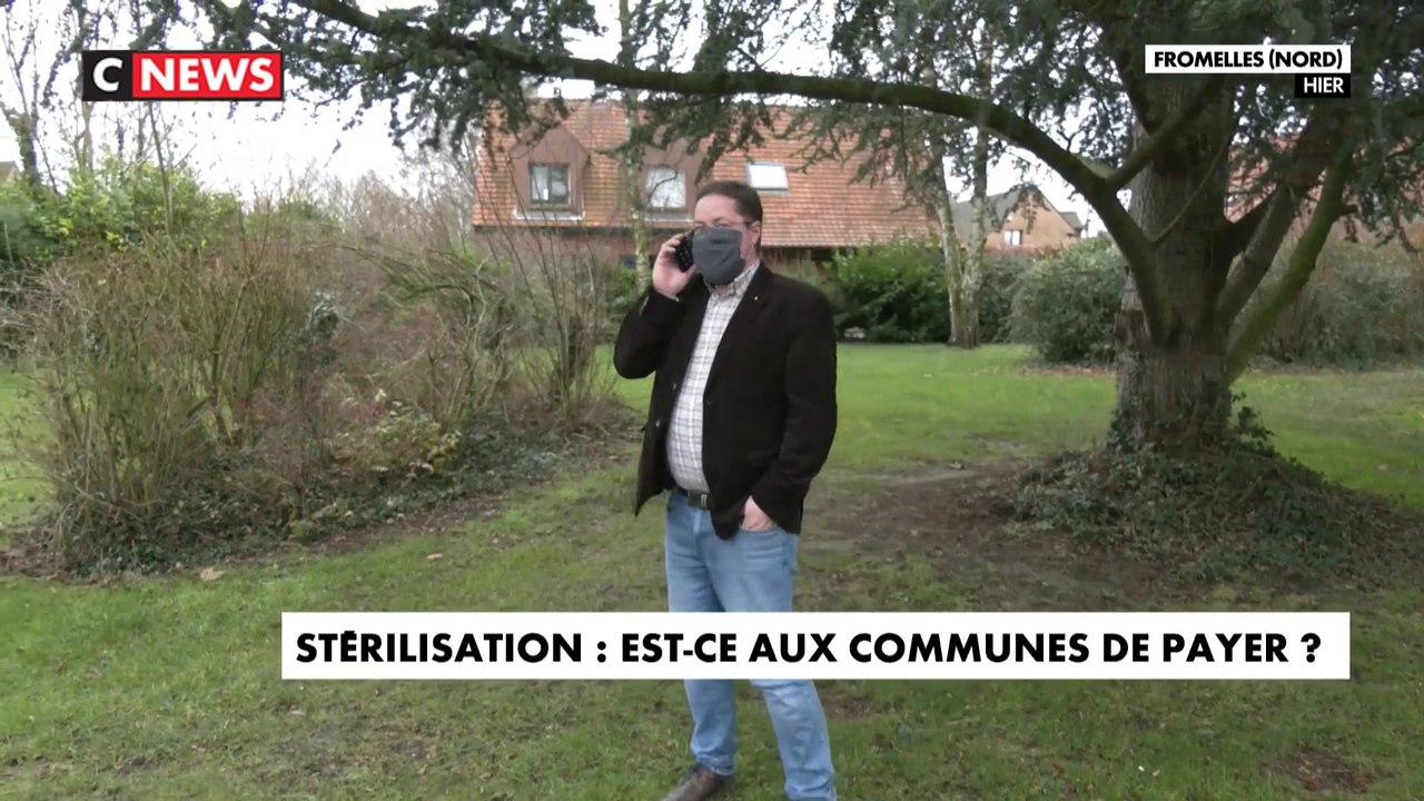 La stérilisation des chats errants à la charge des communes