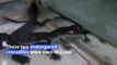 Two endangered crocodile babies born in Peruvian zoo