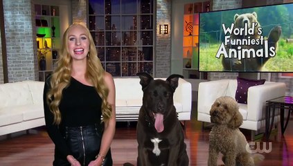 Worlds Funniest Animals S01E06 (16th October 2020)