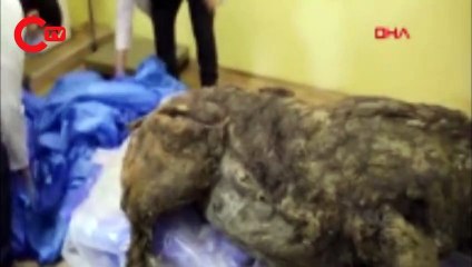 Sibirya’da 40 bin yıldır buzulda korunan gergedan keşfedildi