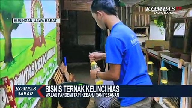 Peternak Kelinci Hias Di Kuningan Banjir Pesanan